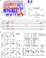 Ku70 Antibody in Flow Cytometry (Flow)