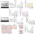 Bcl-X Antibody in Western Blot (WB)