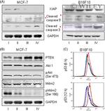 AKT1 Antibody in Western Blot (WB)