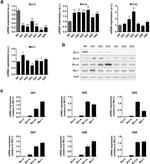 Bcl-W Antibody in Western Blot (WB)