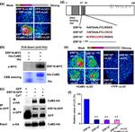 GFP Antibody in Western Blot (WB)