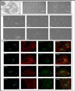 CD44 Antibody in Immunocytochemistry (ICC/IF)