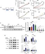 GAPDH Loading Control Antibody in Western Blot (WB)