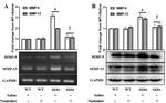 MMP9 Antibody in Western Blot (WB)