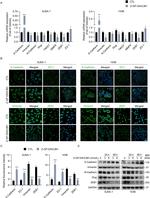 Vimentin Antibody in Western Blot, Immunocytochemistry (WB, ICC/IF)