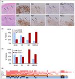 ICOS (CD278) Antibody in Immunohistochemistry (IHC)