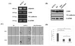 VE-cadherin Antibody in Western Blot (WB)