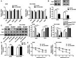 SIAH1/SIAH2 Antibody in RNA Immunoprecipitation (RIP)