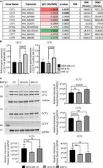 CCT3 Antibody in Western Blot (WB)