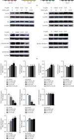 EMR2 Antibody in Western Blot (WB)