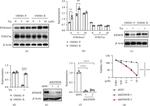 KDM5B Antibody in Western Blot (WB)