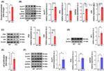 GLUT1 Antibody in Western Blot (WB)