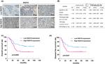 RAD18 Antibody in Immunohistochemistry (IHC)