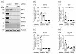 MX1 Antibody in Western Blot (WB)