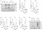 MX1 Antibody in Western Blot (WB)