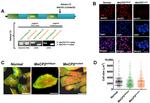 MECP2 Antibody in Immunocytochemistry (ICC/IF)