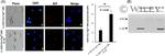 IL-1 beta Antibody in Immunoprecipitation (IP)