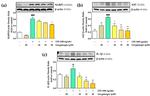 IL-1 beta Antibody in Western Blot (WB)