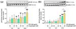 Nrf2 Antibody in Western Blot (WB)