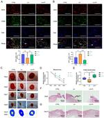 iNOS Antibody in Immunocytochemistry (ICC/IF)