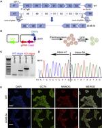 Nanog Antibody in Immunocytochemistry (ICC/IF)