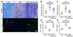 ABCA1 Antibody in Immunohistochemistry (IHC)