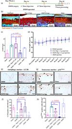 p19ARF Antibody in Immunohistochemistry (IHC)