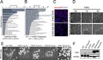 NGF Antibody in Western Blot (WB)