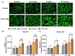 NFkB p65 Antibody in Immunocytochemistry (ICC/IF)