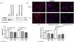 PSMB10 Antibody in Immunocytochemistry (ICC/IF)