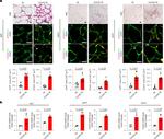 UCP1 Antibody in Immunohistochemistry (IHC)