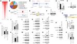 CIC Antibody in Western Blot (WB)