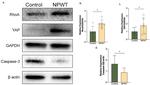 YAP1 Antibody in Western Blot (WB)