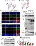 LAMP2 Antibody in Western Blot (WB)