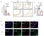 PPAR alpha Antibody in Immunohistochemistry (IHC)