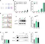 p47phox Antibody in Western Blot (WB)