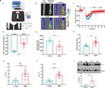 GAPDH Antibody in Western Blot (WB)