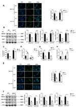 PEX1 Antibody in Western Blot (WB)