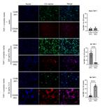 CD86 Antibody in Immunocytochemistry (ICC/IF)