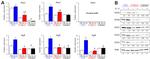 NCF2 Antibody in Western Blot (WB)