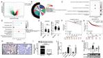 WNT7B Antibody in Immunohistochemistry (IHC)