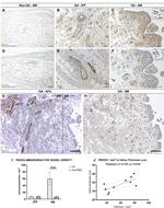 PIEZO1 Antibody in Immunohistochemistry (IHC)