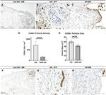 PGP9.5 Antibody in Immunohistochemistry (IHC)