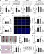 RBM25 Antibody in Western Blot (WB)