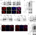 WWP1 Antibody in Western Blot (WB)