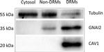 GNAI2 Antibody in Western Blot (WB)