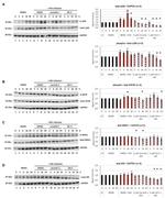 Phospho-MNK1 (Thr197, Thr202) Antibody in Western Blot (WB)