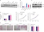 Lass6 Antibody in Western Blot (WB)