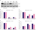 Lass6 Antibody in Western Blot (WB)