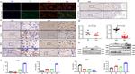 SIRT4 Antibody in Western Blot, Immunohistochemistry (WB, IHC)